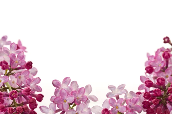 ดอกไม้สีม่วง — ภาพถ่ายสต็อก
