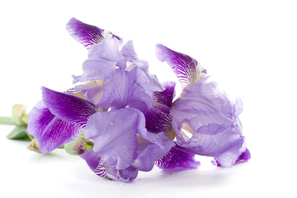 Iris bloemen — Stockfoto