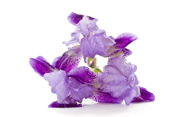 Iris квіти — стокове фото