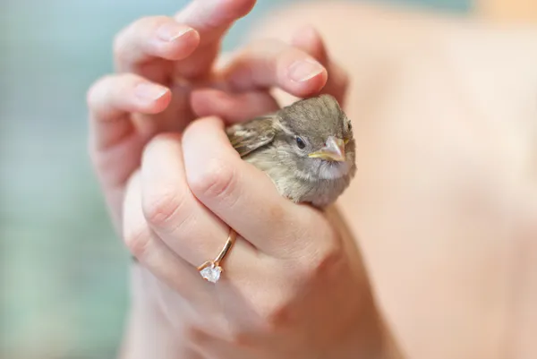 stock image Little sparrow in the hands of