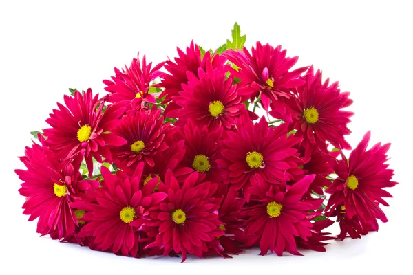 Chrysant bloemen — Stockfoto