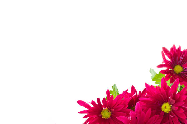 Chrysanthemum flowers are beautiful on a white background