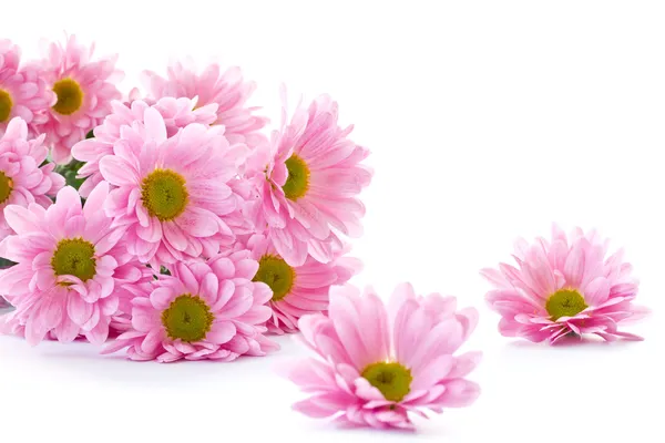 Chrysanthemum flowers — Stock Photo, Image
