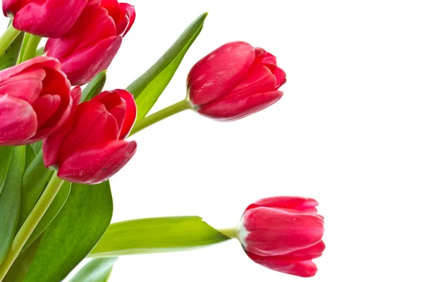 Red tulips — Stock Photo, Image