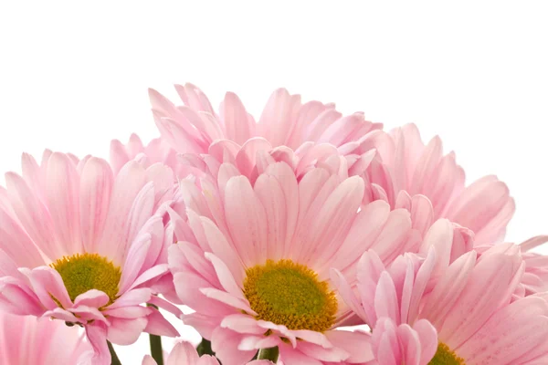 Рожевий хризантеми Ліцензійні Стокові Фото