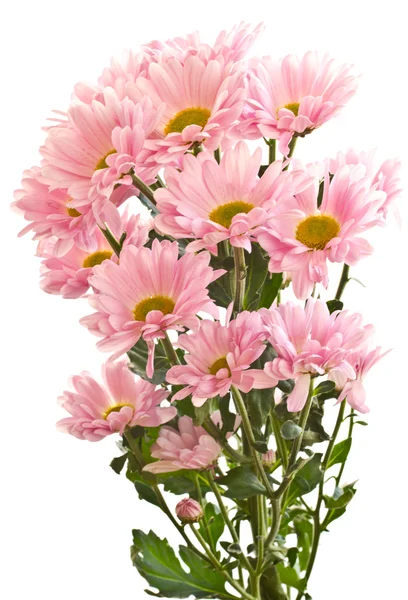 Roze chrysant — Stockfoto