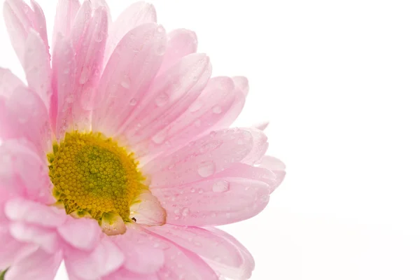 Roze chrysant — Stockfoto