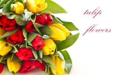 Red and yellow tulip flowers clipart