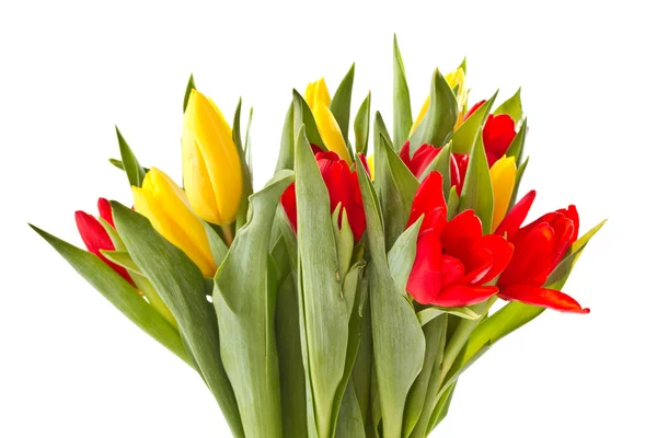 Flores de tulipán rojo y amarillo —  Fotos de Stock