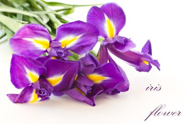 Iris flower clipart