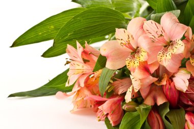 alstroemeria