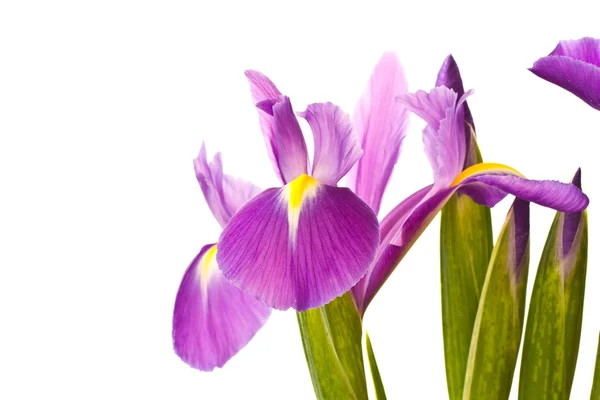 stock image Iris flower