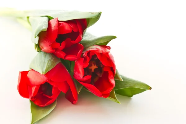 stock image Red and yellow tulip flowers