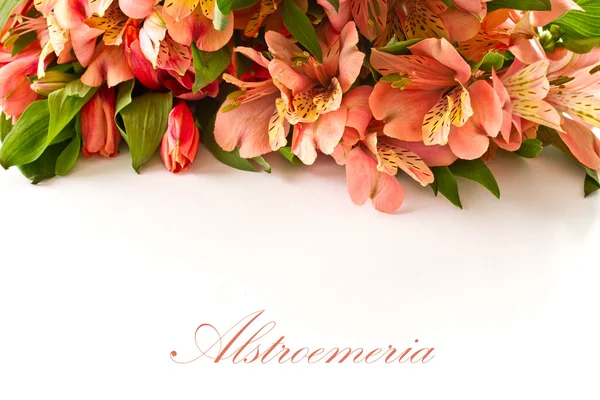 Alstroemeria — Fotografia de Stock