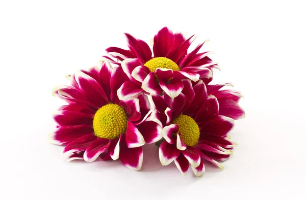 Chrysanthemum — Stock Photo, Image