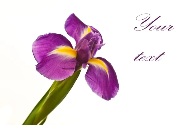 Iris çiçeği Stok Resim