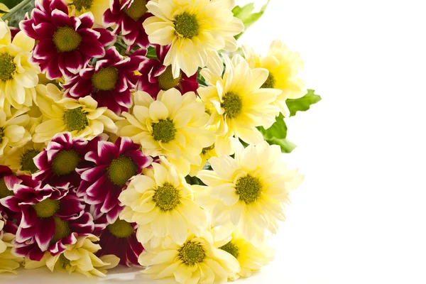 Chrysanthemum yellow and maroon — Stock Photo, Image