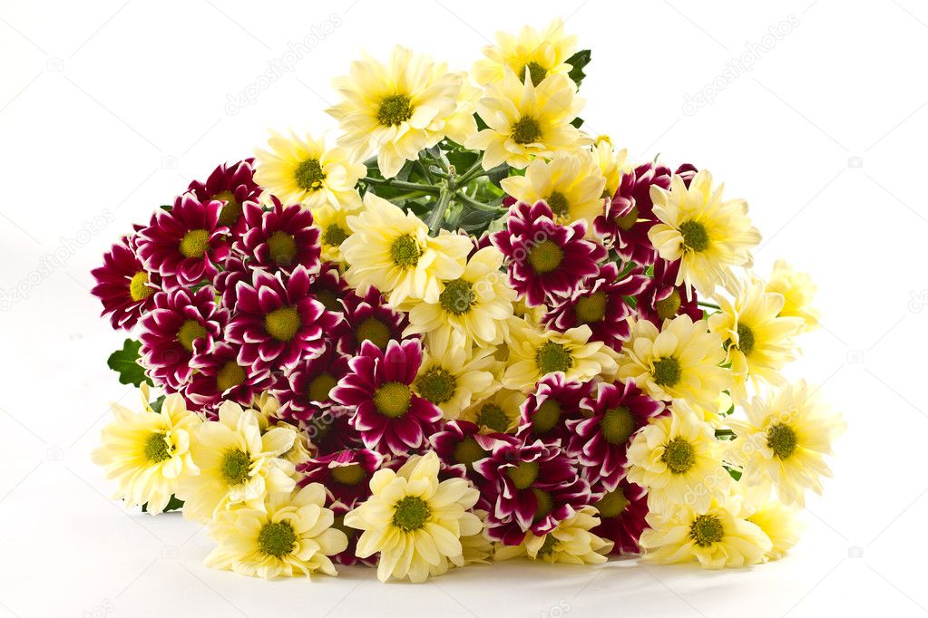Chrysanthemum yellow and maroon