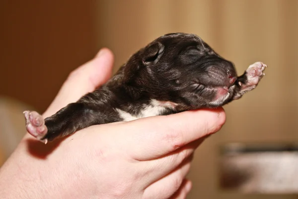 Newborn puppy blind — Stock Photo, Image