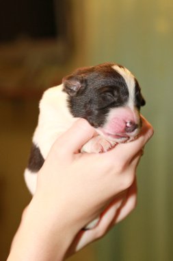 Newborn puppy blind clipart