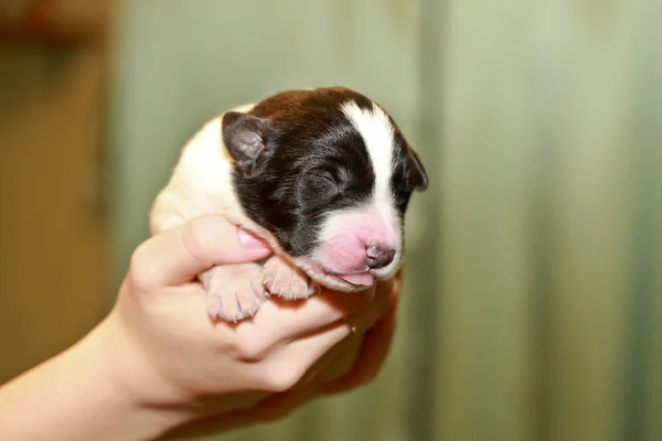 Newborn puppy blind — Stock Photo, Image