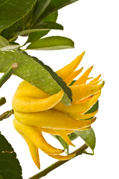 stock image Buddha's hand citron