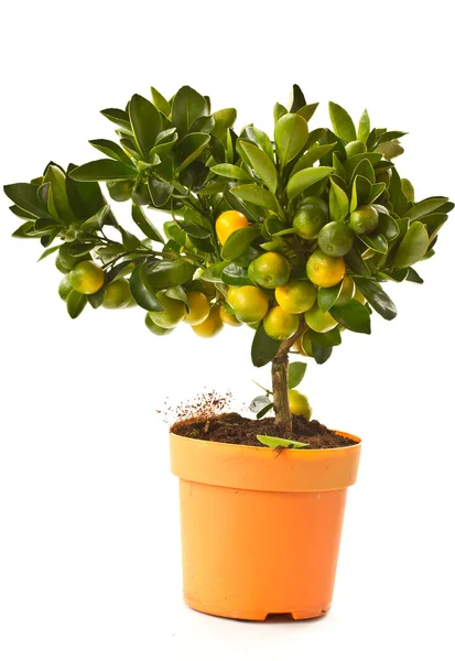 Árvore de tangerina — Fotografia de Stock