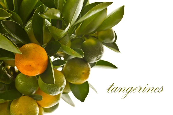 Tangerine tree — Stock Fotó