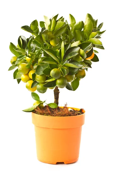 Árbol de mandarina — Foto de Stock
