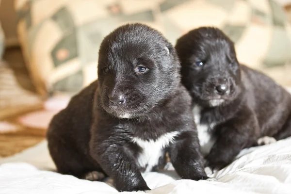 Central Asian Shepherd Puppies — Stock Photo, Image
