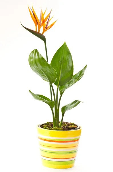 Strelitzia flower — Stock Photo, Image