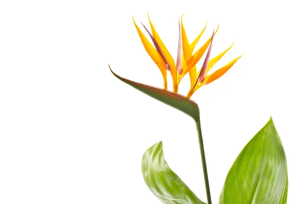 Flor de strelitzia — Fotografia de Stock