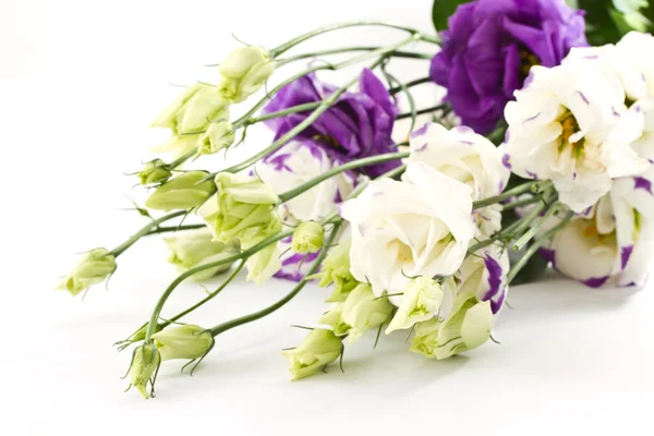 Beautiful flowers lisianthus — Stock Photo, Image