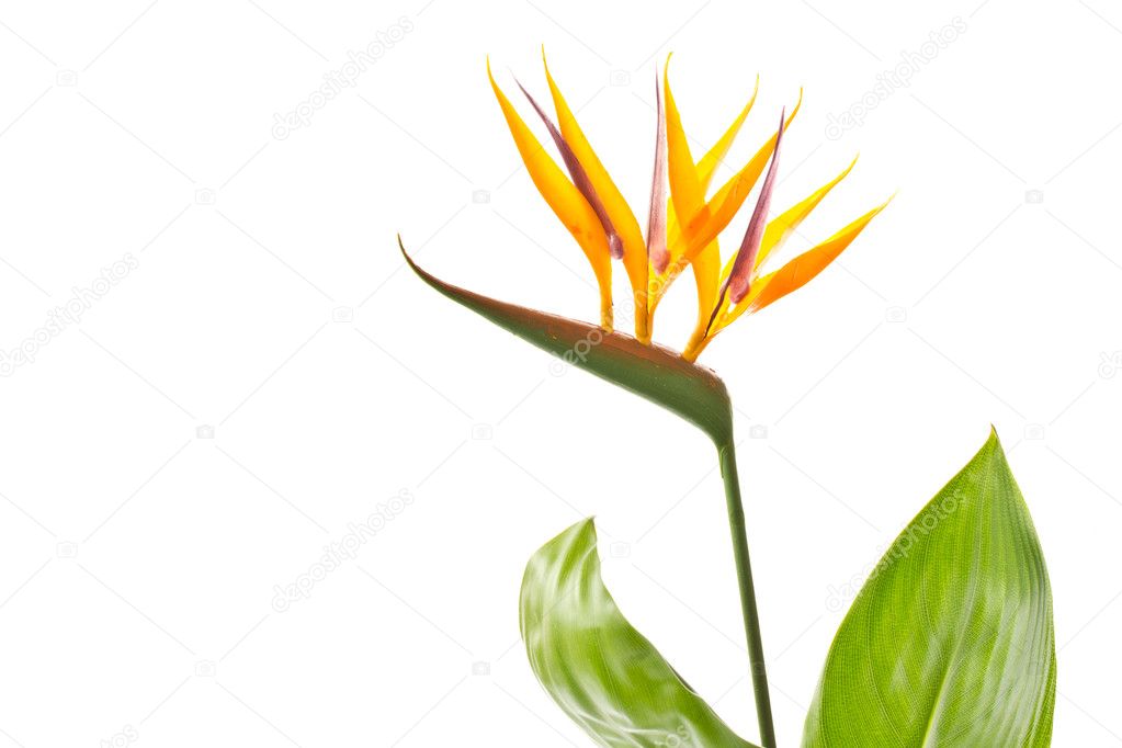 Strelitzia flower
