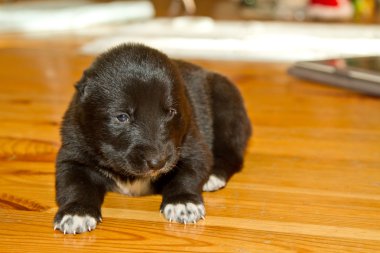 Orta Asya Çoban Köpeği