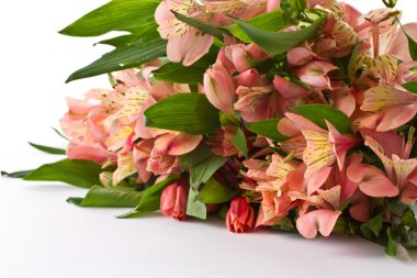 alstroemeria