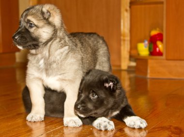 Central Asian Shepherd Dog clipart