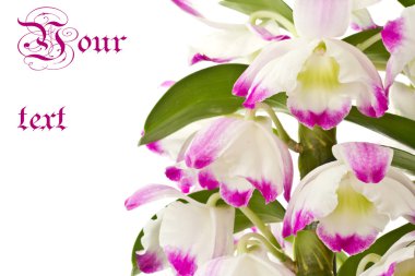 Dendrobium clipart