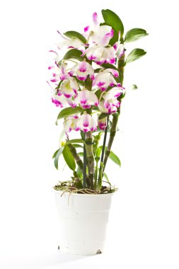 Dendrobium