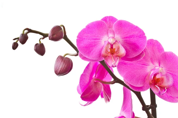 Sprig of purple phalaenopsis — Stock Photo, Image