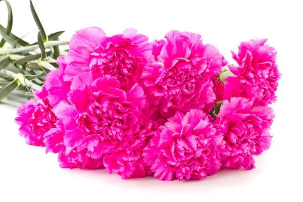 Clavel rosa — Foto de Stock