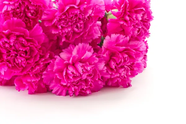 Pink carnation — ストック写真