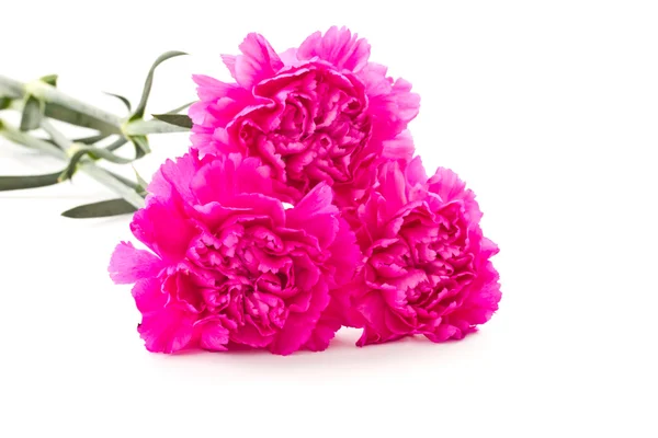 Pink carnation — 图库照片