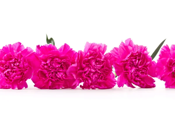 Clavel rosa — Foto de Stock