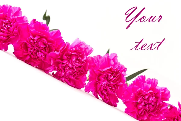 Pink carnation — Stock Photo, Image