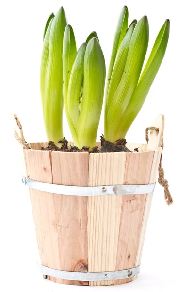 Hyacint bud — Stockfoto