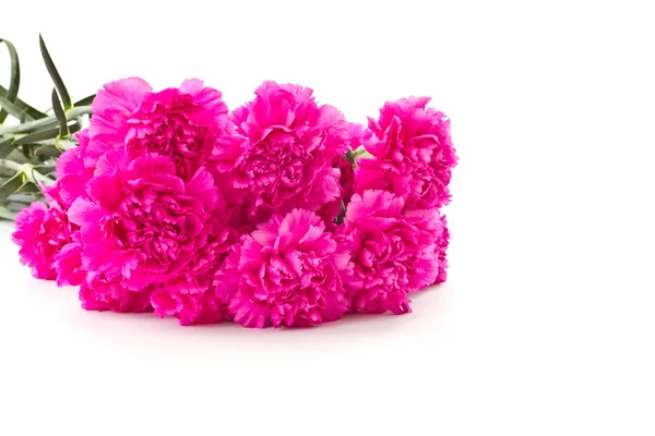 Pink carnation — Stock fotografie