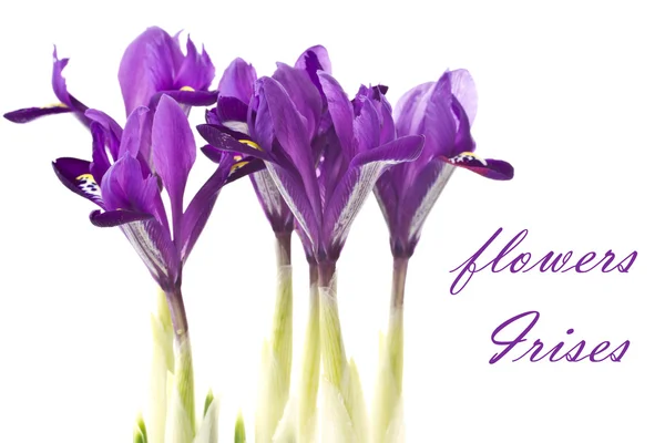 Blommor Iris — Stockfoto