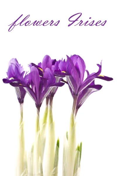 Flowers Irises — Stock Photo, Image