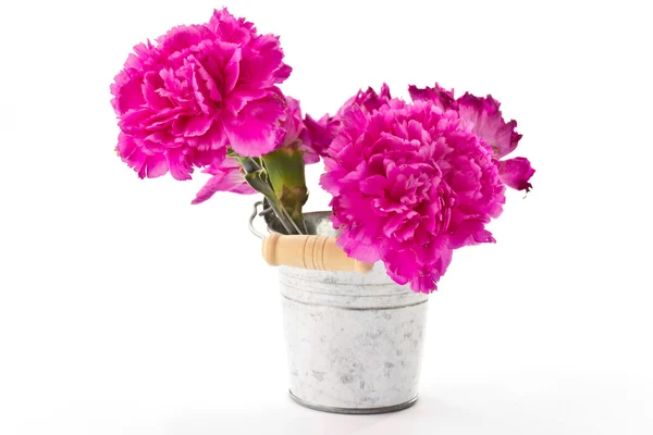 Flowering carnations in a bucket — Stock Photo, Image